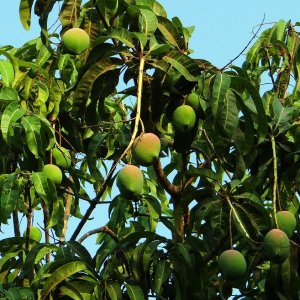 Mangovník (Mangifera indica) ´KENT´  - výška 70-90cm, kont. C4L
